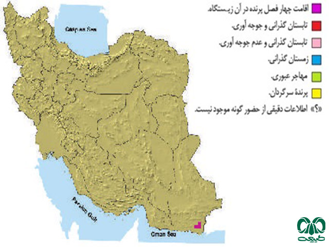 عقاب دشتی در ایران